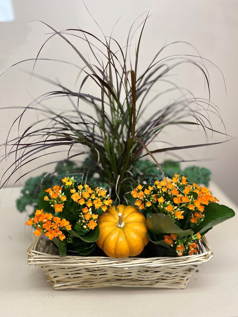 Big Tree Farms Thanksgiving 2025