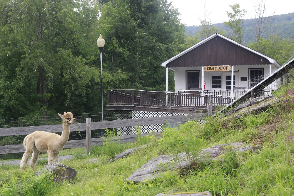 Camp Loyaltown 2025 Pre-Camp Emails Camp Begins 3